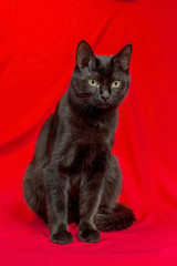 Beautiful black cat in studio on yellow and red colored backgrou