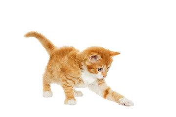 Poster - ginger tabby kitten