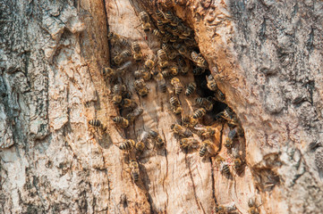 Wild bees have made a hive in a tree in a city park