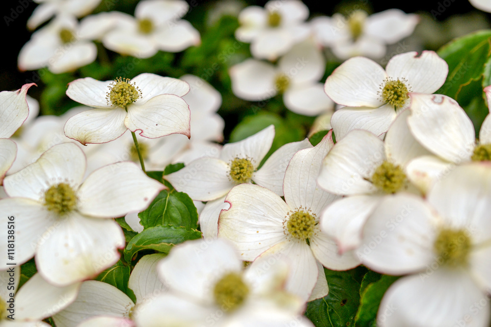 Dogwood.