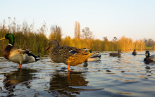 Young Ducks In Water