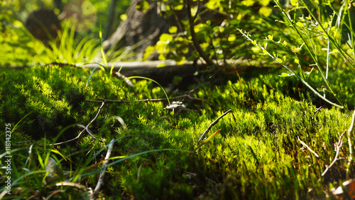 Forest floor