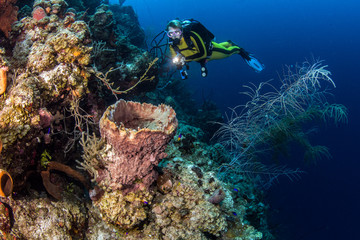 Wall Mural - Belize Scuba Diving