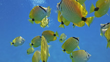 Snorkeling With A School Of Yellow Tropical Fish