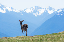 A Blacktail Deer Stops To Admire The View At Hurricane Ridge In Olympic National Park, US