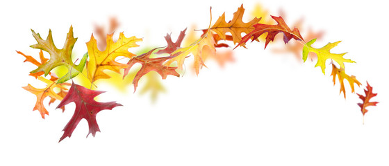 Wall Mural - swirl of falling autumn oak leaves on white