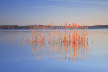 Wall Mural - reeds in a lake illuminated by the warm light of the rising sun