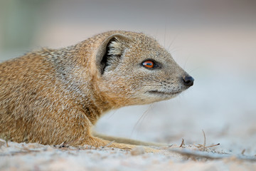 Poster - Portrait of a yellow mongoose (Cynictus penicillata), Kalahari desert, South Africa.