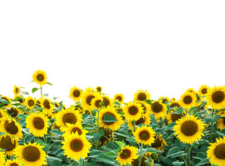 Wall Mural - yellow sunflowers isolated over white