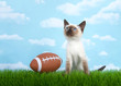 Siamese kitten sitting on grass looking up at the sky, american football sitting on the grass next to him her. Fun  depiction for foot ball season