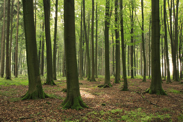  Natural Forest of Beech Trees