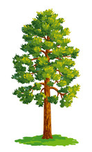 Vector Drawing Of Pine Tree