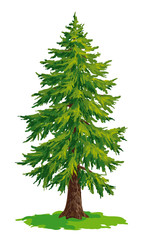 Wall Mural - vector drawing of fir tree