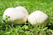 Giant Puffball Mushrooms (Calvatia Gigantea) In Meadow. Delicious Rare Food For Europeans.