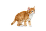 Fototapeta Koty - Playful red kitten on a white background isolated