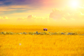 Golden rice field with beautiful sun shine sky in Thailand