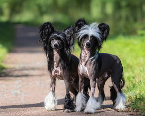 Poster - Chinese Crested Dog Breed. Male and Female dog.