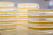 Stacks of sterile agar plates, also known as petri dishes, ready to be used for bacterial culture. Science and medicine concept.