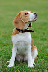 Wall Mural - Close Beagle dog