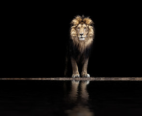 portrait of a beautiful lion, lion at the waterhole