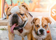 © ltummy - Portrait of big and small english bulldogs