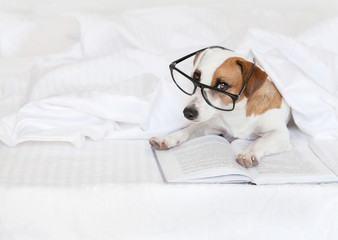 Dog with book