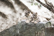 snow leopard family, Irbis Uncia uncia