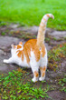 Funny cat stretches, view on his back