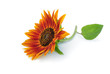 canvas print picture - Sonnenblume