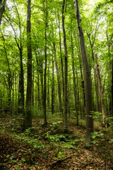  Las bukowy o zachodzie słońca