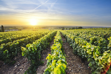 Wall Mural - Sun is rising over vineyards of Beaujolais, France