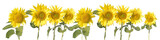 Fototapeta Kwiaty - Wyizolowane słoneczniki na białym tle
