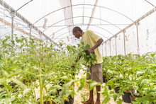 Worker Removing Tomato Plants Side Shoots In Hydroponic Farm In Nevis, West Indies