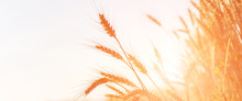 Golden Ears Of Wheat Or Rye On The Field, Close Up. Majestic Rural Landscape. Copy Spase. Web Background