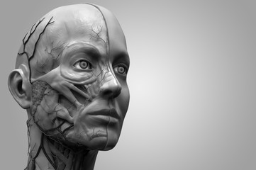 muscle anatomy of the face ,reference of human anatomy in realistic 3d rendering