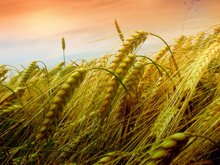 Wall Mural - Wheat field 