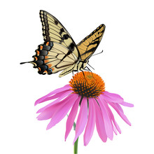 Swallowtail Butterfly And Coneflower.
Hand Drawn Vector Illustration Of A Swallowtail Butterfly Sipping Nectar From A Coneflower On Transparent Background.
