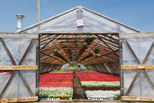 Opened Doors On A Wooden Framed Commercial Greenhouse With White, Pink And Red Flowering Begonia Plants In Containers