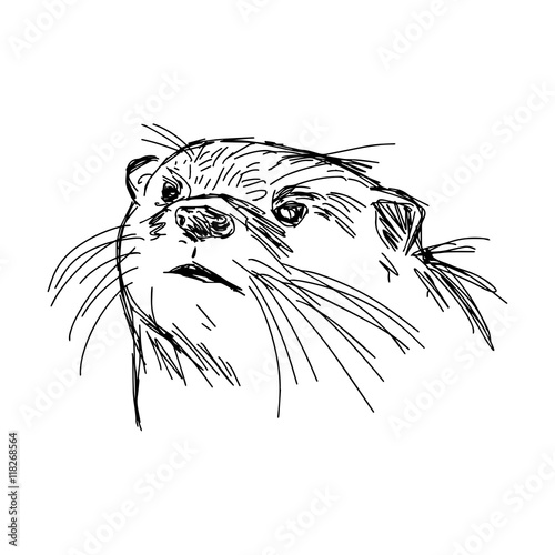 illustration vector hand drawn sketch of closeup African Clawles Poster