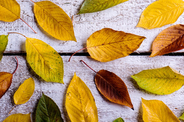 Wall Mural - autumn composition. various colorful leaves. studio shot, wooden