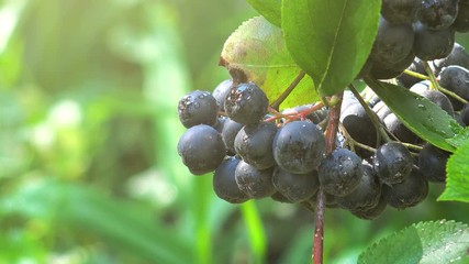 Wall Mural - Aronia melanocarpa ripe berries on the branch in the orchard