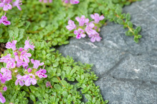 Creeping Thyme With Pink Flowers Over A Blue Gray Stone, As A Background
