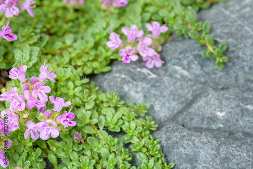 Fotografie, Obraz Creeping thyme with pink flowers over a blue gray stone, as a background