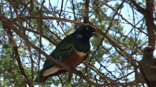 African Olive Pigeon Perched In A Tree