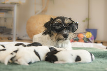 Cool Jack Russell Dog With Her Puppies 