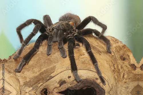 Fotografie, Obraz Mexican black velvet tarantula on the branch