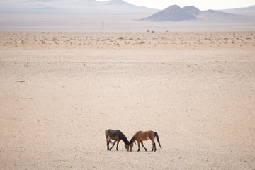 two wild horses in desert.