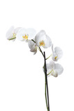 Fototapeta Storczyk - White orchids flowers isolated on a white background