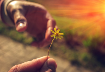 Hand gives a wild flower with love at sunset