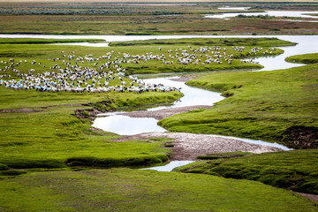 Wall Mural - A flock of sheep on the grassland.